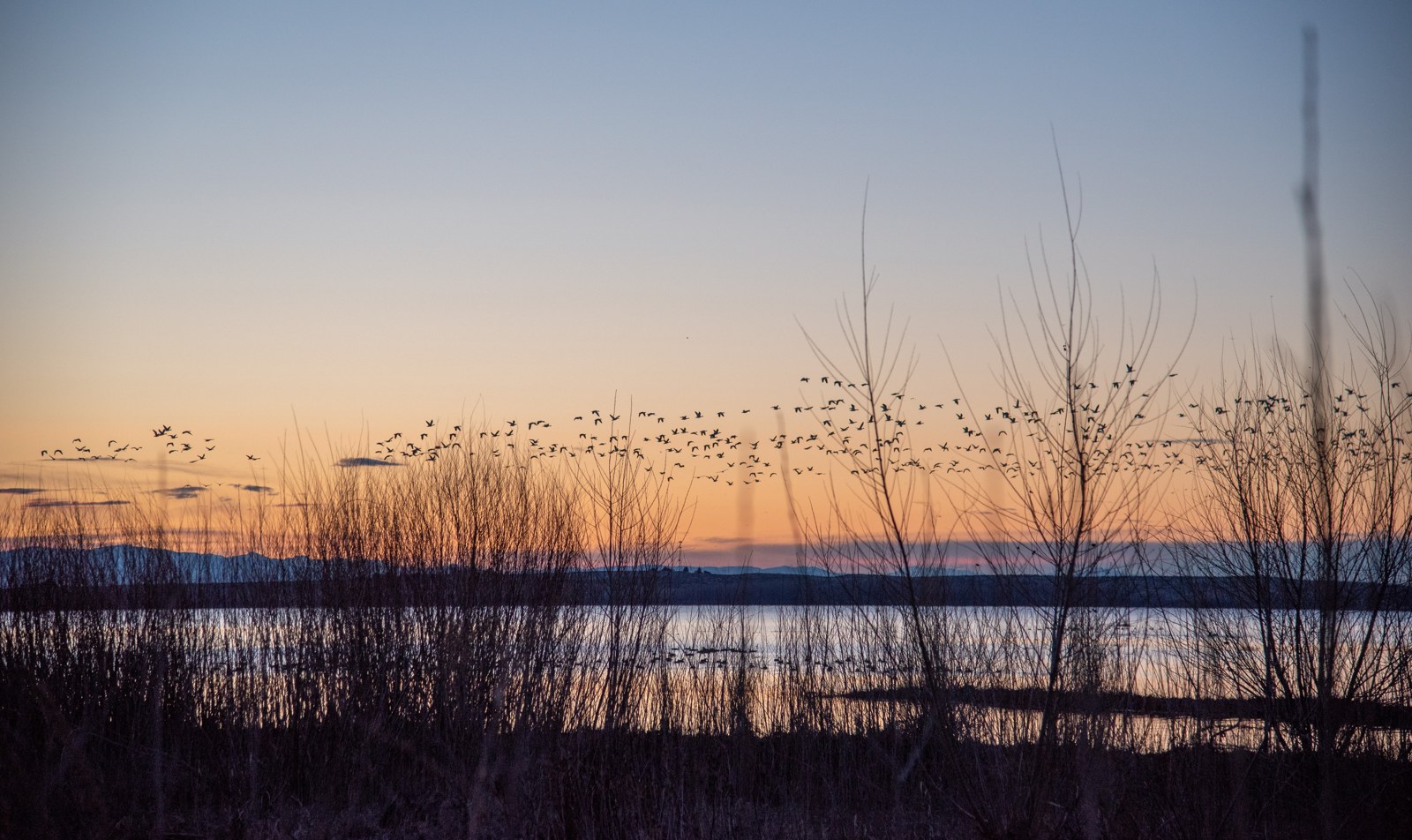 Birds flying over Lake Lowell at dawn in Deer Flat National Wildlife Refuge